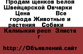 Продам щенков Белой Швейцарской Овчарки  › Цена ­ 20 000 - Все города Животные и растения » Собаки   . Калмыкия респ.,Элиста г.